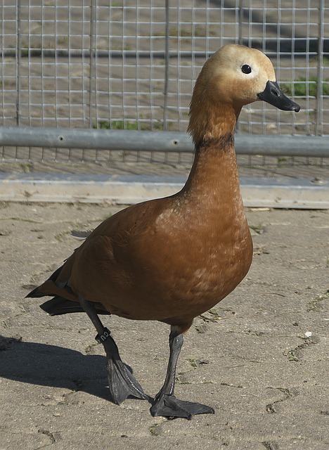 Duran